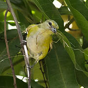 Purple-throated Euphonia