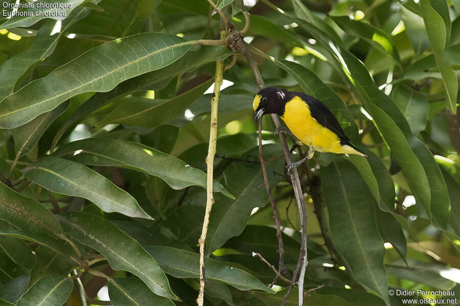 Purple-throated Euphonia