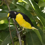 Purple-throated Euphonia