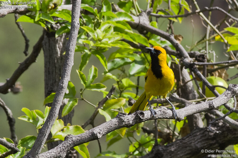 Oriole à queue jaune