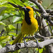 Oriole à queue jaune