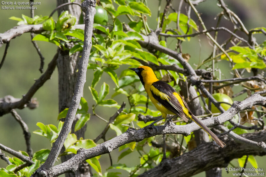 Oriole à queue jauneadulte, habitat