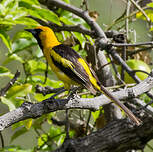 Oriole à queue jaune