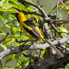 Oriole à queue jaune