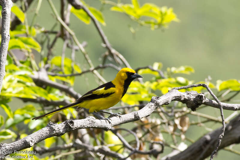 Yellow-tailed Orioleadult, identification