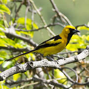 Yellow-tailed Oriole