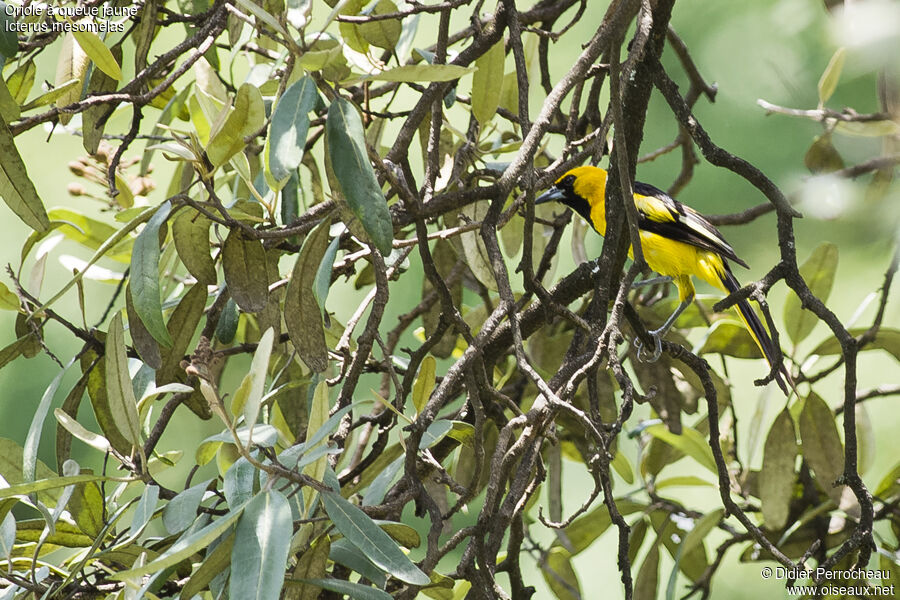 Yellow-tailed Oriole