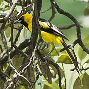 Oriole à queue jaune