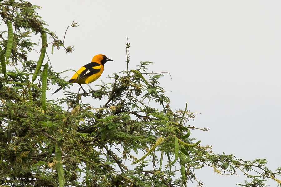 Oriole leucoptèreadulte, identification