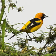 Oriole leucoptère