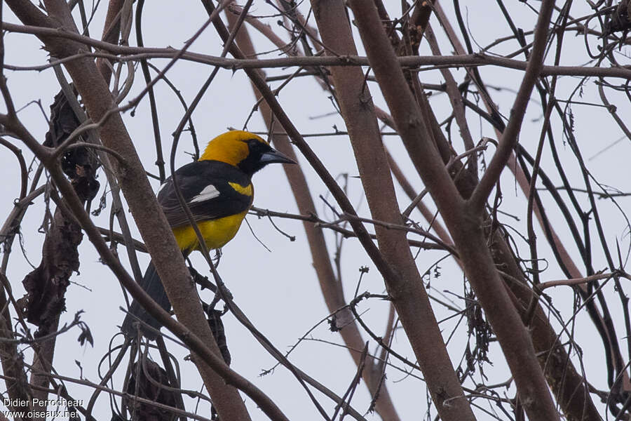 Oriole leucoptèreadulte, habitat