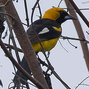 White-edged Oriole