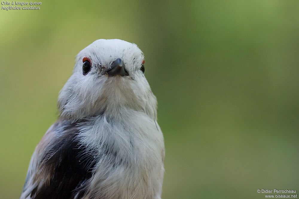 Long-tailed Tit