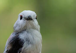 Long-tailed Tit