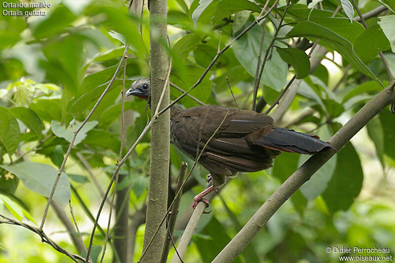 Speckled Chachalaca