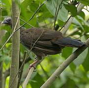 Speckled Chachalaca