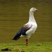 Andean Goose