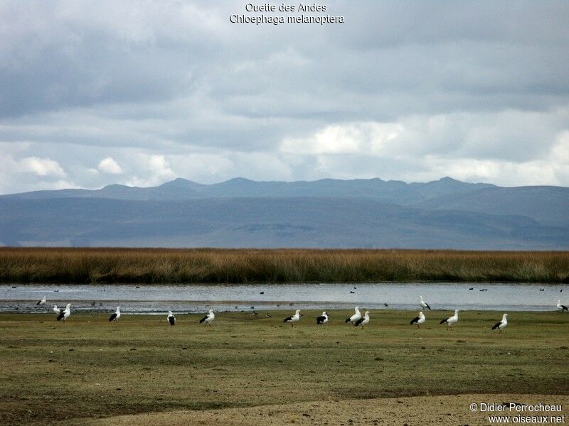 Andean Goose