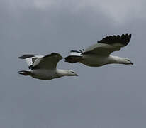 Andean Goose