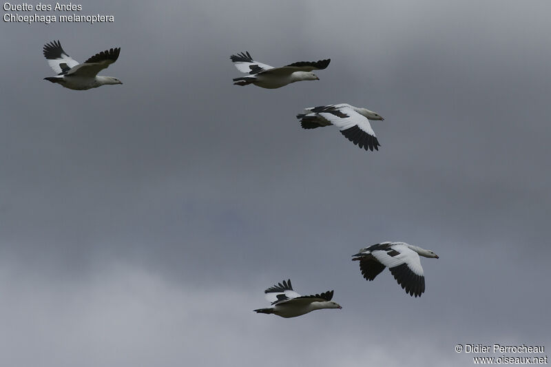 Andean Goose, Flight