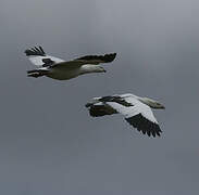 Andean Goose