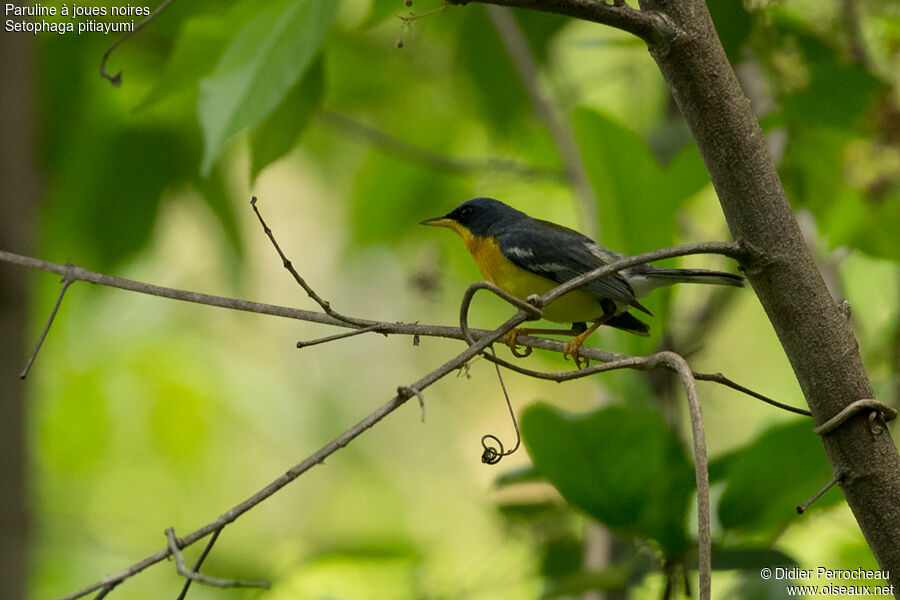 Tropical Parula