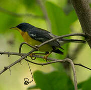 Tropical Parula