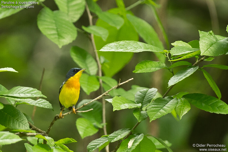 Tropical Parula