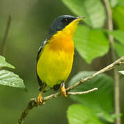 Tropical Parula