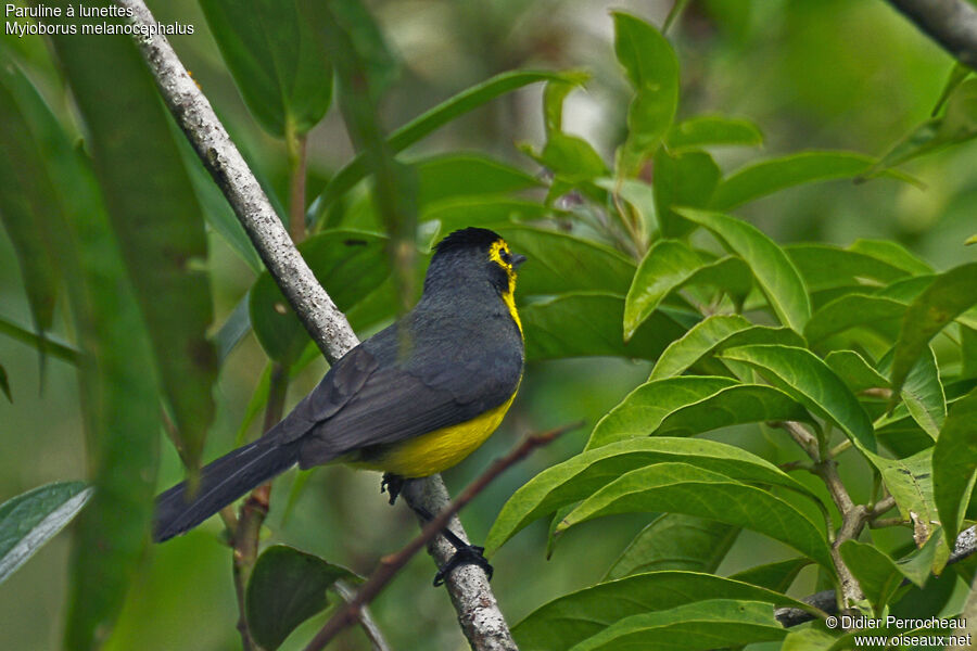 Spectacled Whitestart