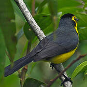 Spectacled Whitestart