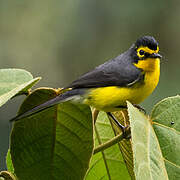 Spectacled Whitestart