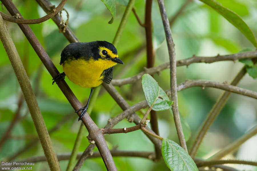 Spectacled Whitestartadult, Behaviour