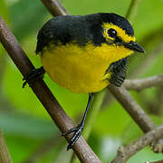 Spectacled Whitestart