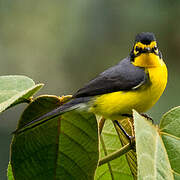 Spectacled Whitestart