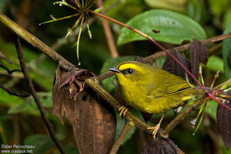 Citrine Warbleradult, close-up portrait