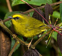 Citrine Warbler