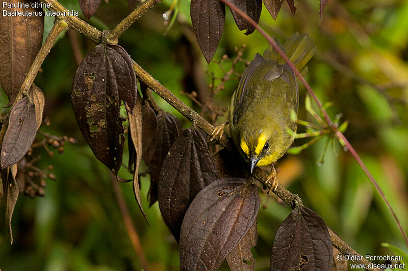 Citrine Warbler