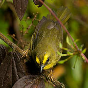 Citrine Warbler