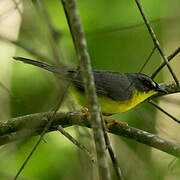 Grey-and-gold Warbler