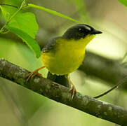 Grey-and-gold Warbler