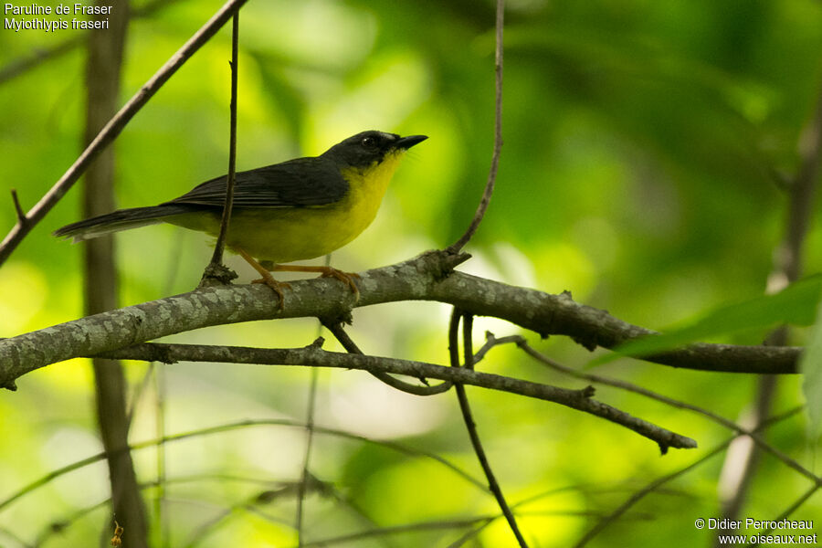 Grey-and-gold Warbler