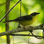 Grey-and-gold Warbler