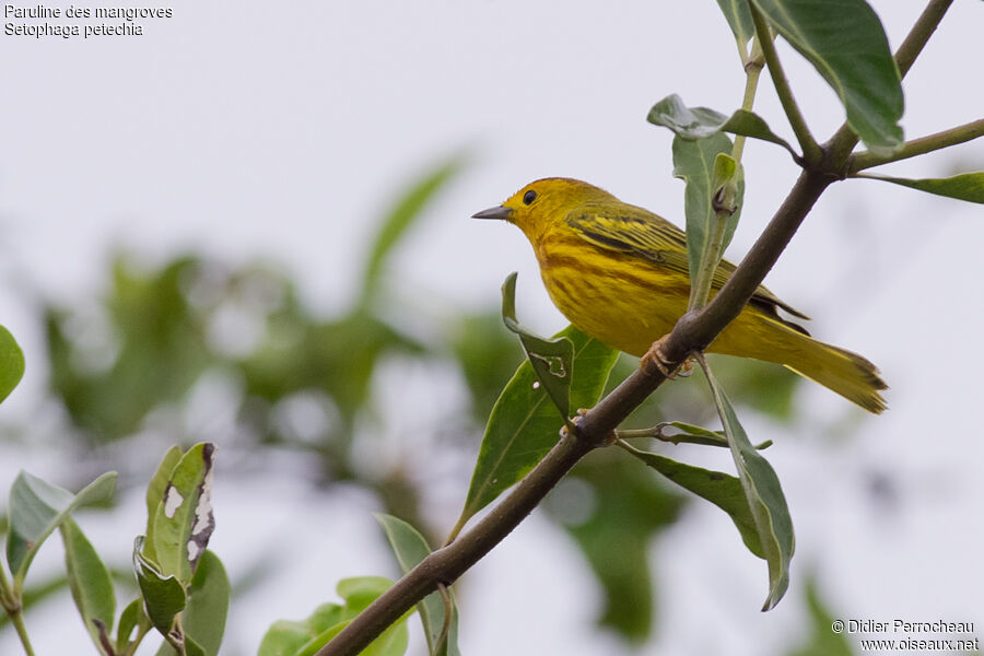 Mangrove Warbler male adult