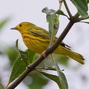 Mangrove Warbler