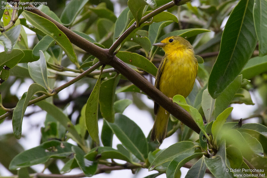 Mangrove Warbler