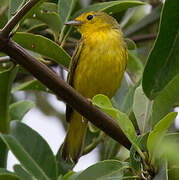 Mangrove Warbler