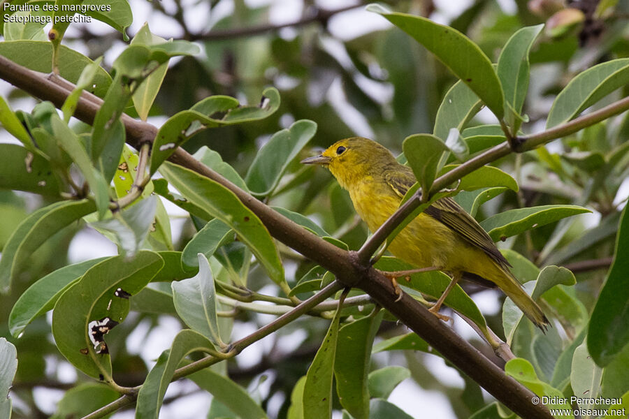 Paruline des mangroves