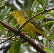 Mangrove Warbler