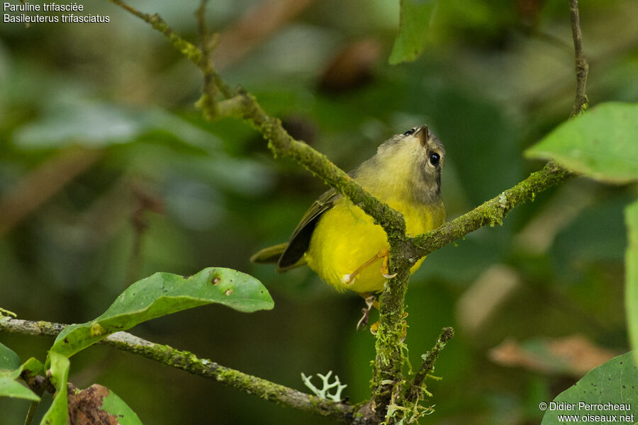 Three-banded Warbler